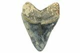 Serrated, Fossil Megalodon Tooth - Indonesia #309209-2